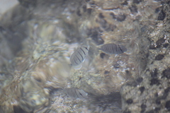 Acanthurus triostegus sandvicensis