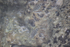 Acanthurus triostegus sandvicensis