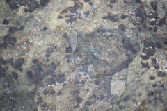 Acanthurus triostegus sandvicensis