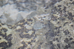 Acanthurus triostegus sandvicensis