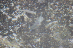 Acanthurus triostegus sandvicensis