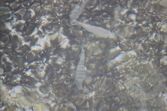 Acanthurus triostegus sandvicensis