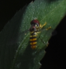 Toxomerus verticalis