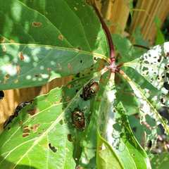 Popillia japonica
