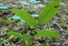 Streptopus streptopoides