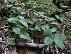 Streptopus streptopoides