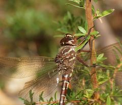 Austroaeschna unicornis