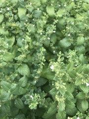 Melissa officinalis