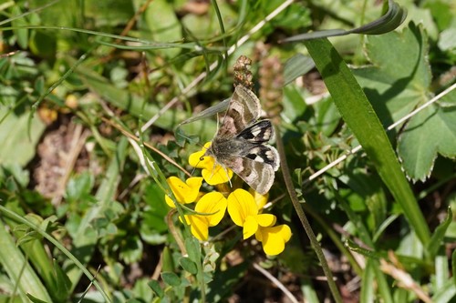 Flax Bollworm