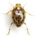 Peltodytes sexmaculatus - Photo (c) Mike Quinn, Austin, TX, some rights reserved (CC BY-NC), uploaded by Mike Quinn, Austin, TX