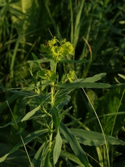 Euphorbia virgata