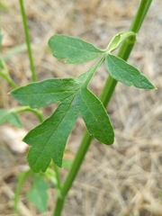 Pastinaca sativa