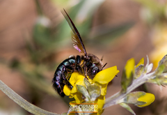 Xylocopa californica diamesa