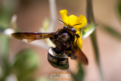 Xylocopa californica diamesa