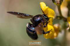 Xylocopa californica diamesa