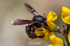 Xylocopa californica diamesa