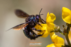 Xylocopa californica diamesa