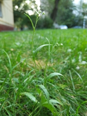 Capsella bursa-pastoris