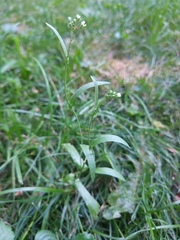 Capsella bursa-pastoris