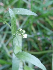 Capsella bursa-pastoris