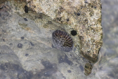 Cellana radians