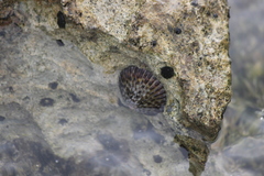 Cellana radians