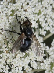 Eurithia anthophila