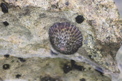 Cellana radians