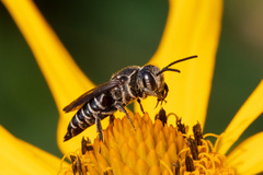 Coelioxys octodentatus
