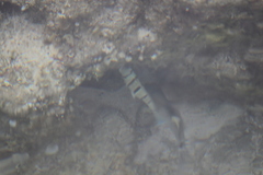 Acanthurus triostegus sandvicensis