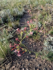 Ipomopsis aggregata attenuata