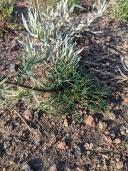 Ipomopsis aggregata attenuata