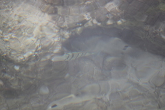 Acanthurus triostegus sandvicensis