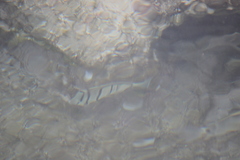 Acanthurus triostegus sandvicensis