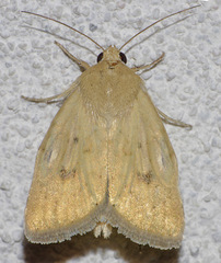Heliocheilus paradoxus