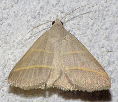 Hemeroplanis parallela