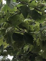 Platanus occidentalis