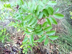 Pistacia × saportae