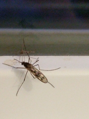Culiseta incidens