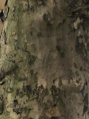 Platanus occidentalis