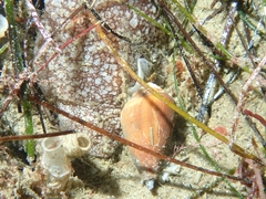 Pleurobranchaea californica image