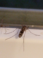 Culiseta incidens