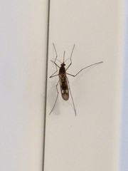 Culiseta incidens