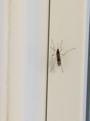 Culiseta incidens