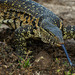 Nile Monitor - Photo (c) Bart Wursten, some rights reserved (CC BY-NC), uploaded by Bart Wursten
