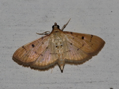 Herpetogramma basalis