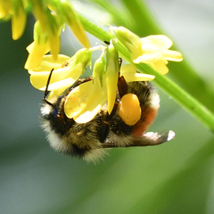 Bombus sylvicola