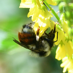 Bombus sylvicola