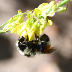 Bombus sylvicola