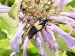 Macrosiagon flavipennis